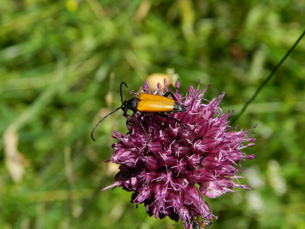 Leptura fulva?